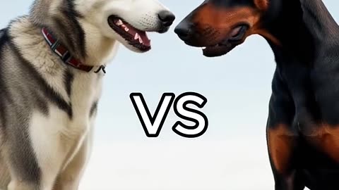 Rottweiler Puppy vs Pitbull puppy ( German Shepherd, Husky, Doberman, labrador retriever, Pointer).