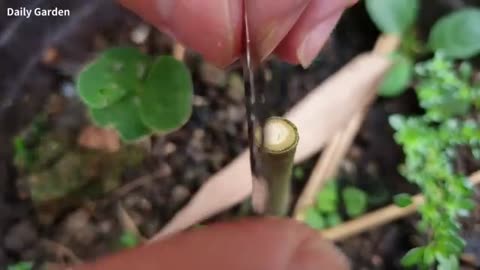 graft the rose on a tree | 月季（玫瑰 || Robert B. Kaufman