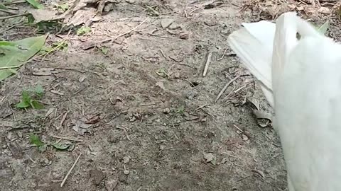 pigeon