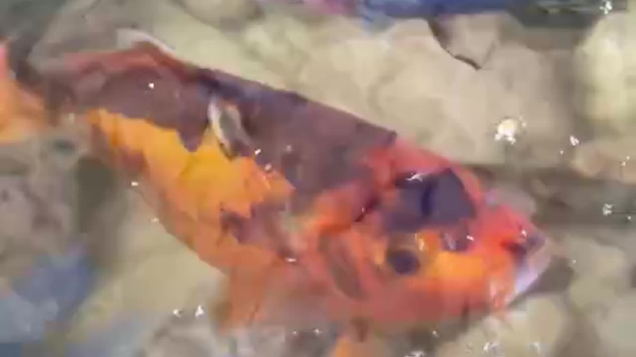 Carps in the pond