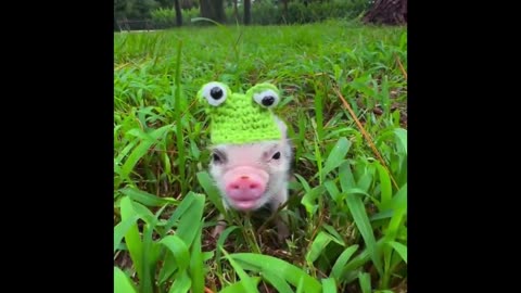 Animals Gone Wild: Laugh-Out-Loud Compilation!