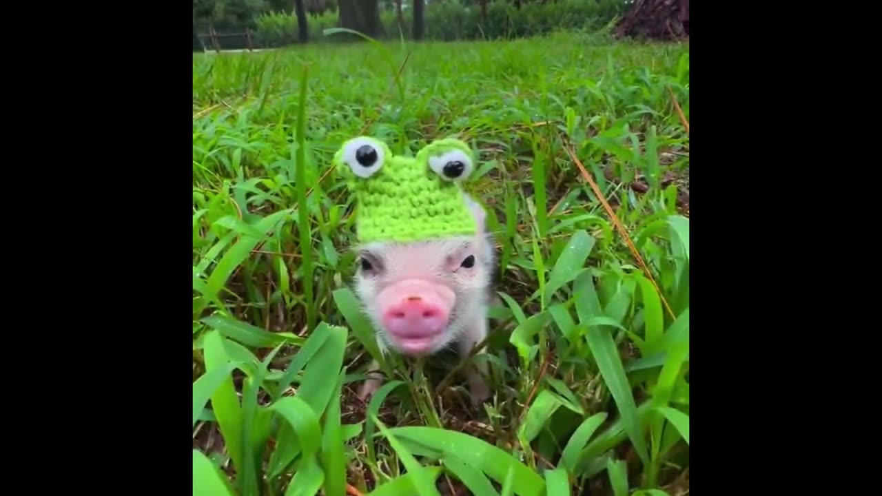 Animals Gone Wild: Laugh-Out-Loud Compilation!