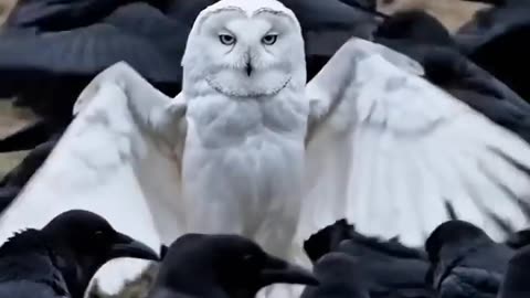Top 5 Birds With the Most Aura 🦅 (Wait for #1)