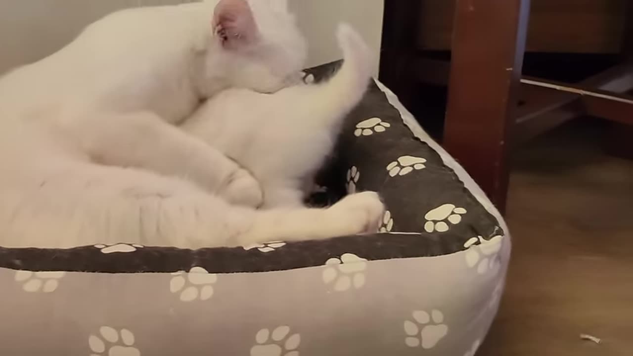 a-mother-cat-calls-her-white-kitten-to-come-with-her-mother-cat-talks-to-kitten