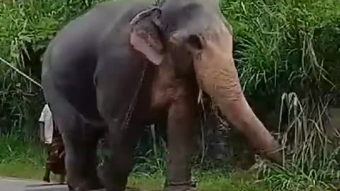 elephant sri lanka 😍❤️💪