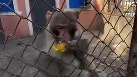 hand speed competition..🐒😂