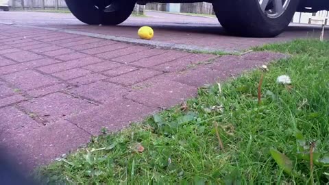 Lemon Squashed by Car