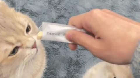 gentle paws stretch while breeze dries silky fur
