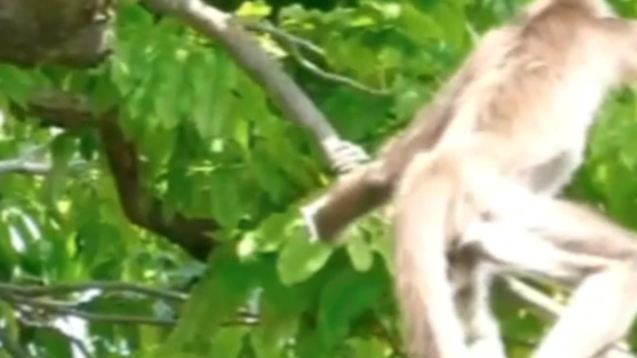 MONKEY'S LOVE