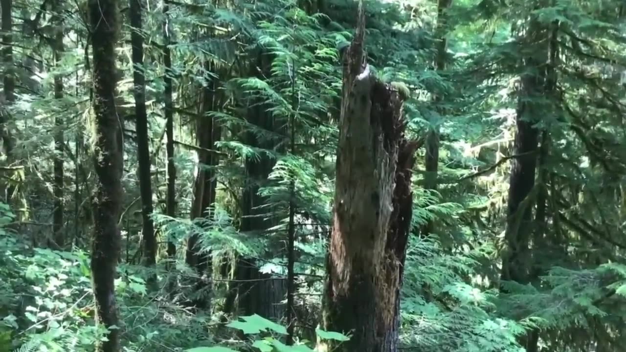 REAL SASQUATCH REMAINS FOUND IN CANADA?