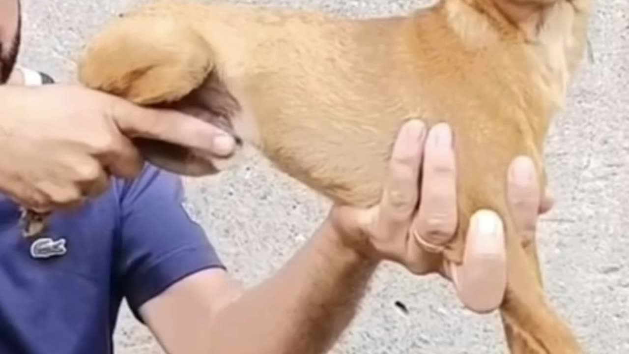 Ak.47 in dog.Funny Video