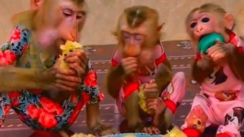Smart Monkeys