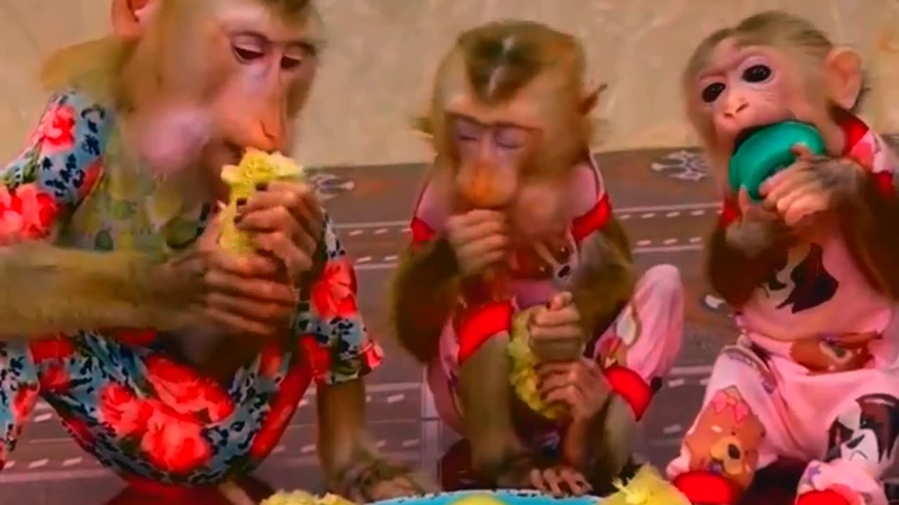 Smart Monkeys