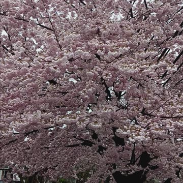 Cherry blossoms