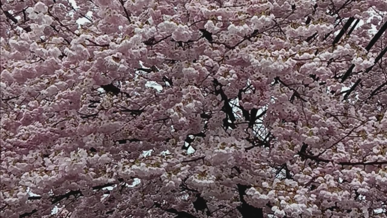 Cherry blossoms