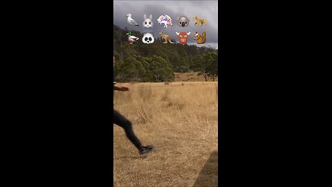 funny animal videos