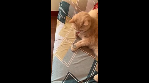 Amazing Cat Performs Magic Trick!