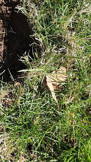 civil war era back pack hooks