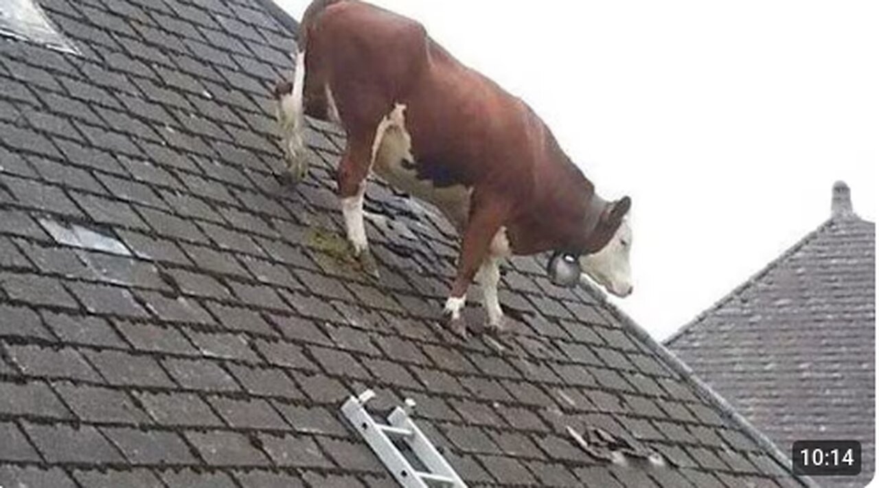 Funniest ANIMALS Videos 2025 That Will Make You Burst Into Laughter 😂