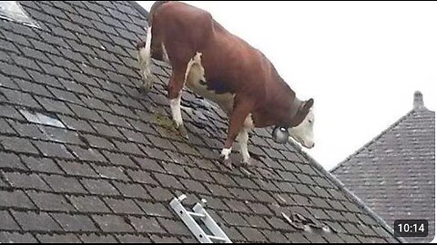 Funniest ANIMALS Videos 2025 That Will Make You Burst Into Laughter 😂
