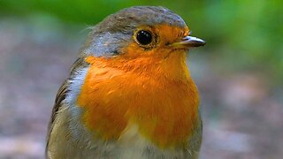 VERY Curious and Friendly European Robin Redbreast