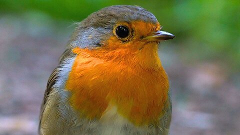 VERY Curious and Friendly European Robin Redbreast