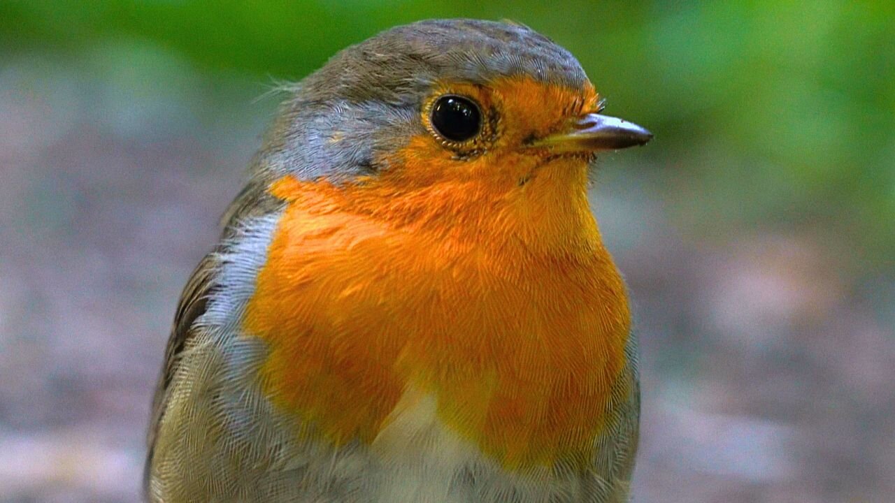 VERY Curious and Friendly European Robin Redbreast