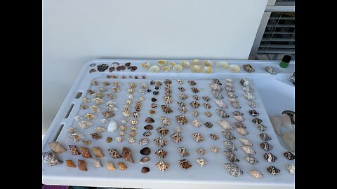 Acid Dipped Seashell Sale! | 4K