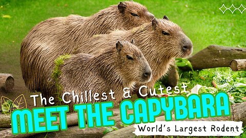Meet the Capybara | The World’s Largest Rodent