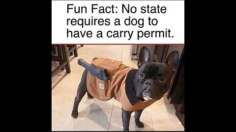 Naked gun 2025 trailer