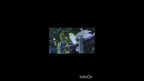 enjoy parrots.