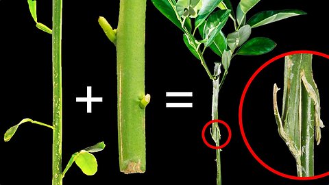 Can Heathens be Grafted in to The Israelite's Olive Tree? # crashoutfm