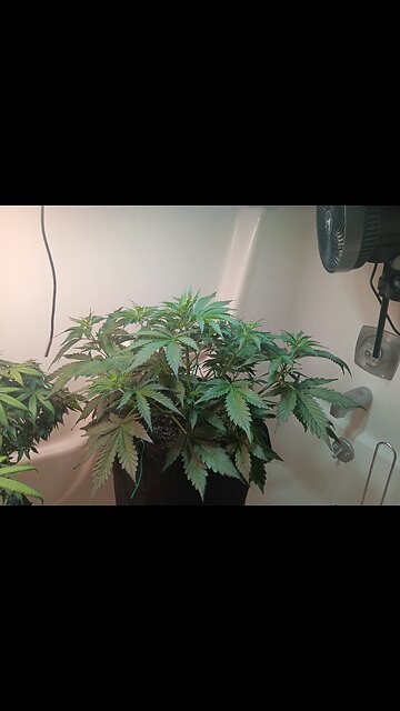 Gorilla Cookies week 4