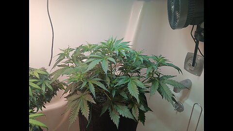 Gorilla Cookies week 4