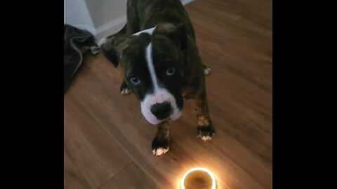 Puppy With a Solar Light