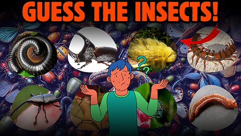 Can You Guess These Insects? | Ultimate Bug Quiz 2025 🐞