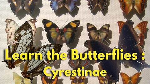 Learning the Butterflies - Nymphalidae: Cyrestinae