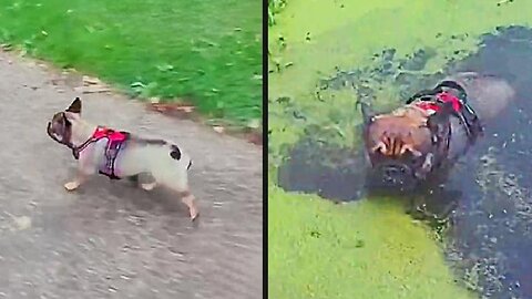 Your Daily Dose of Pets - He Thought It Was Grass