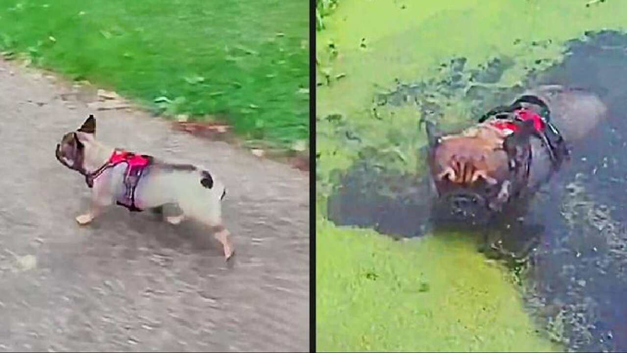 Your Daily Dose of Pets - He Thought It Was Grass
