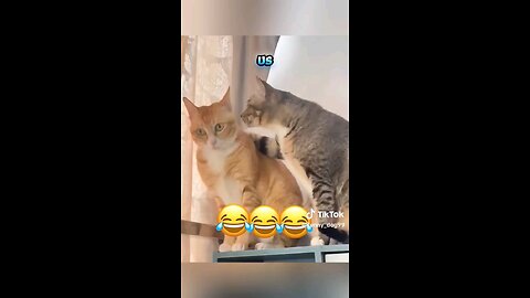 funny animal voice overs