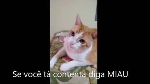 Brazilian cat singing along - "if you are happy, say meow" - Se você está contente diga miau"