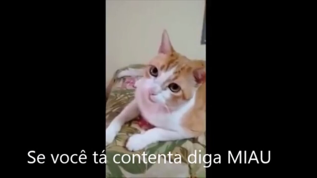 Brazilian cat singing along - "if you are happy, say meow" - Se você está contente diga miau"