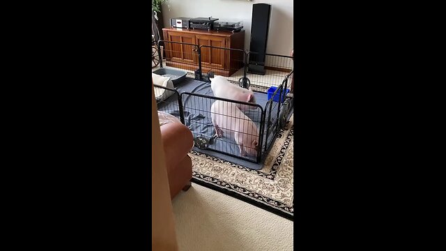 😍😍😘🔥 😍💦 FUNNY Animals and pet's💕😘 😘🔥 💕😘 😍💦 💦