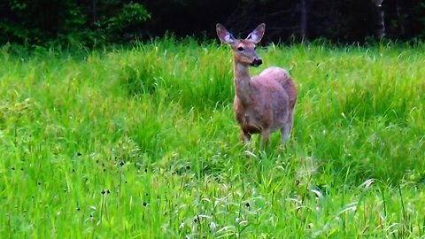 White-tailed deer