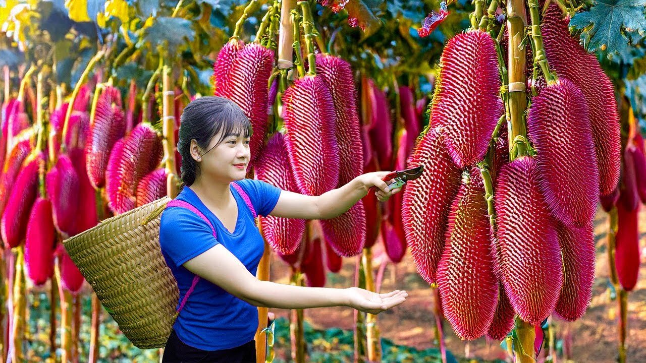 Harvest giant mutant bitter melon to sell