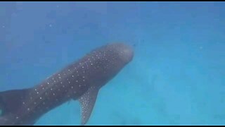A week ago a rare Wale-Shark was spotted on the shores of Israel.