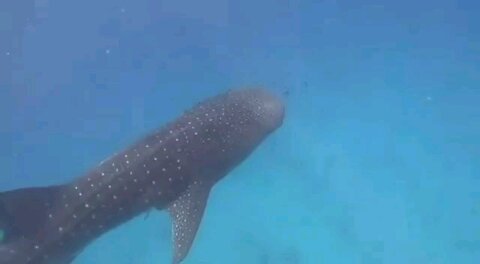 A week ago a rare Wale-Shark was spotted on the shores of Israel.