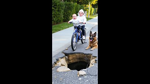 Hero Dog Saves Lives After Street Accident – Must Watch