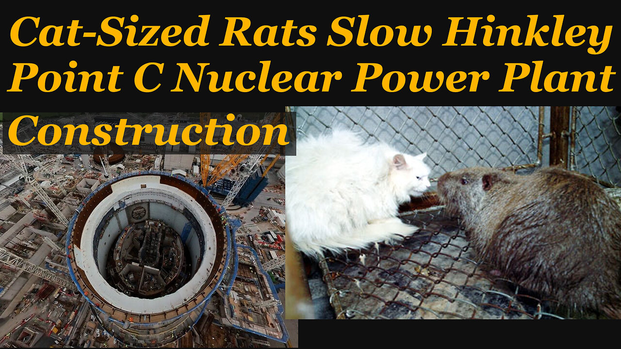 Rat Infestation Slows Hinkley Point C Nuclear Power Plant Construction 28-April 2025