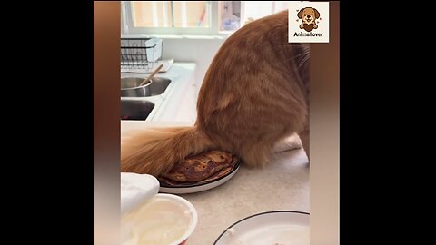 1 hours Animal funny videos|| animal funny videos